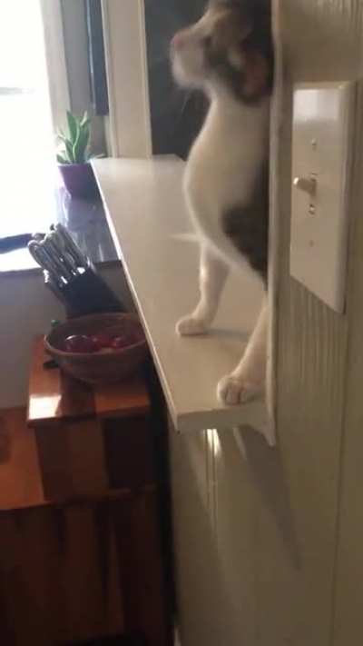 Cat Life