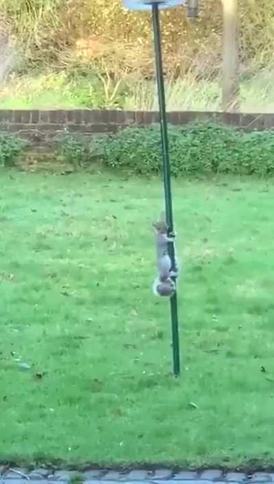 You can avoid squirrels from eating your bird feed by lubricating the pole with petroleum jelly.