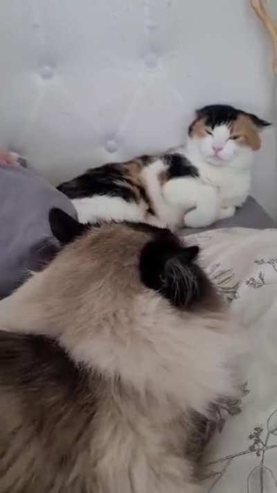 Another day in the life of Chloe and milo