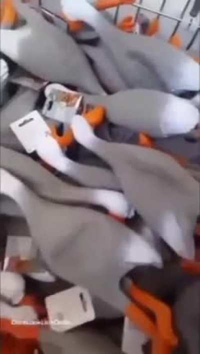 eu_nvr