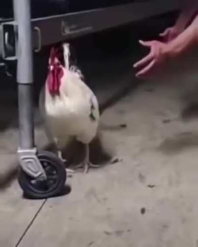 Why you little