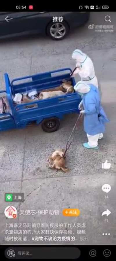 无聊，杀群狗解解愤