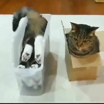 Just two perfectly normal cats.