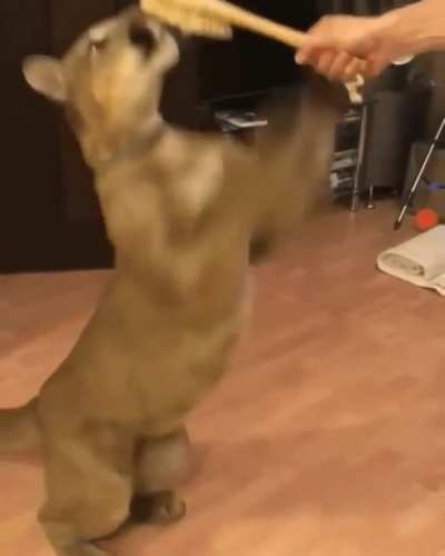Touch da brushy