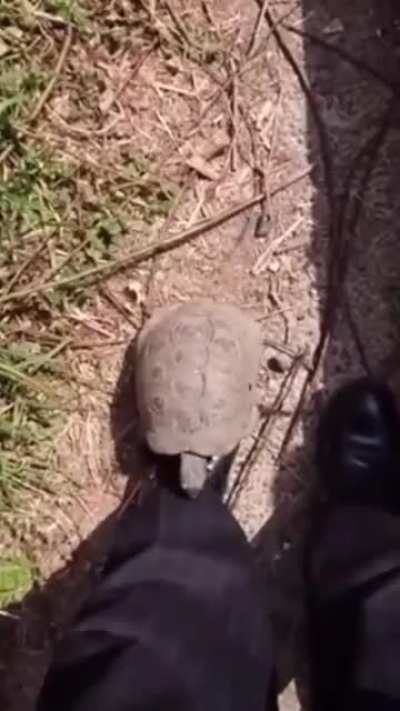 Unprovoked attack in someone’s back yard.