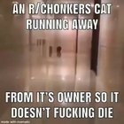 we did it reddit! we killed a cat!!