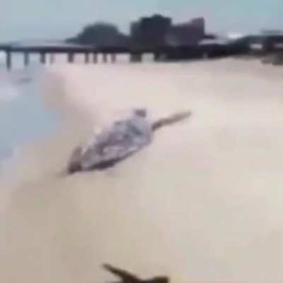 Woo