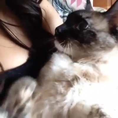 Careful who you're talking to, hooman!