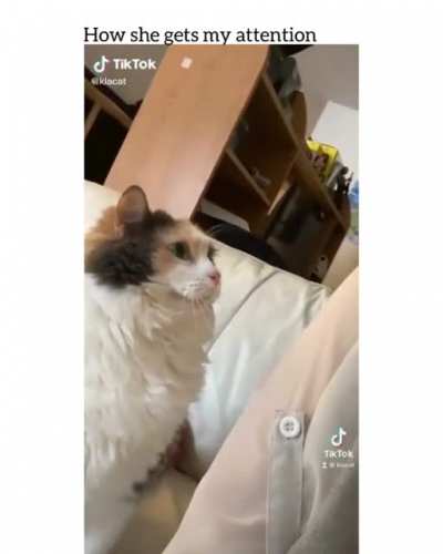 Moew