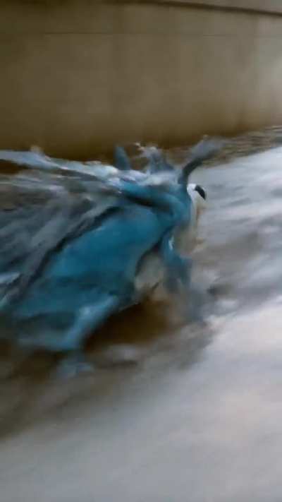 Gotta go fast