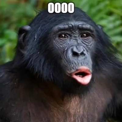MONKE MEME😂MONKE MEME😂