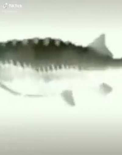 Fish spin fish spin