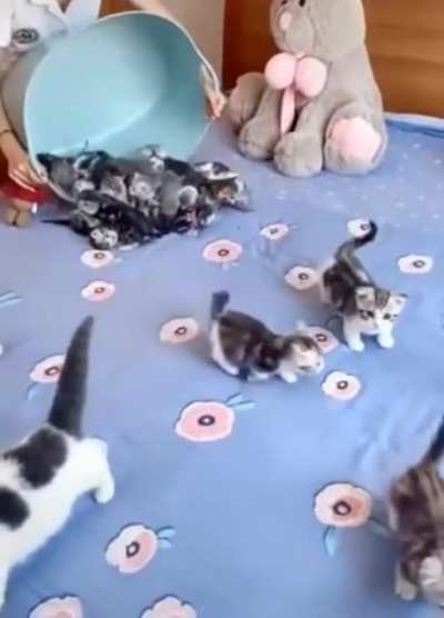 Много Котиков не бывае<wbr>т...