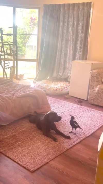 interspecies Argument