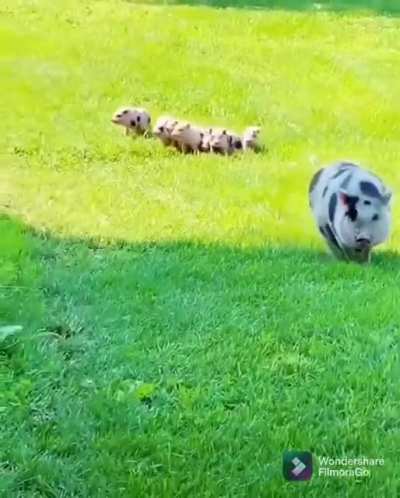Piggy squad