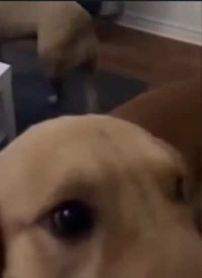 Getting your dog to pose with your new wedding ring