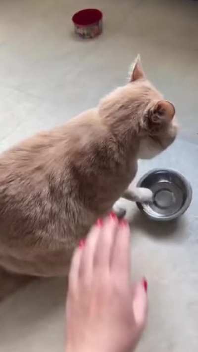 Kitty is angry and behaving like angry child