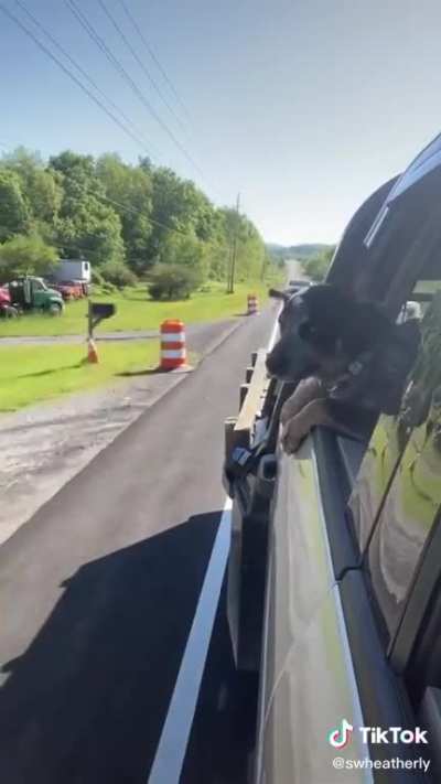 Trying to bite the cones