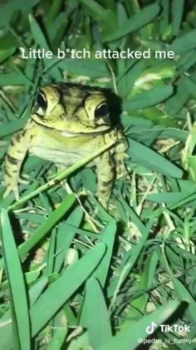FRÖG
