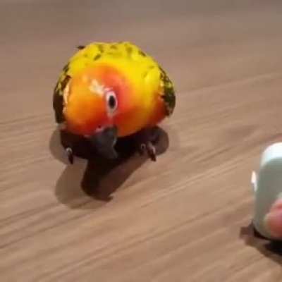 Gostei de seu pombo