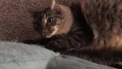 ‘Look how cute I am!’ to Destructo Attack Mode in seconds. I love babysitting this beautiful asshole, he is hilarious.