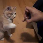 mewow