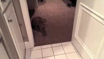 Cat freakout