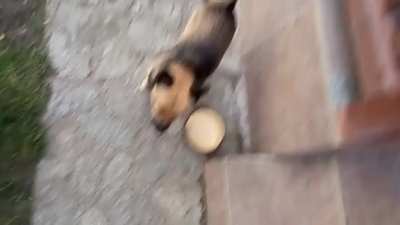 My dog is quite emotional