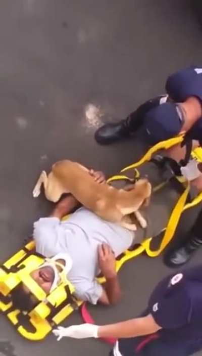 This is Why Dogs Are better Than Cats