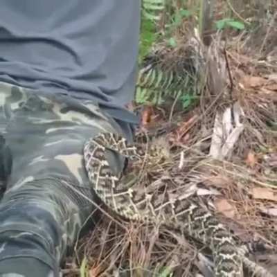 Snake deception
