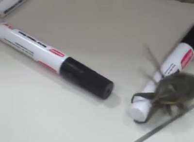 Buggy