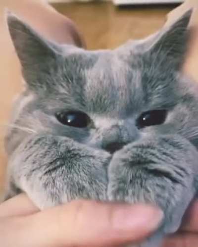 Лапки