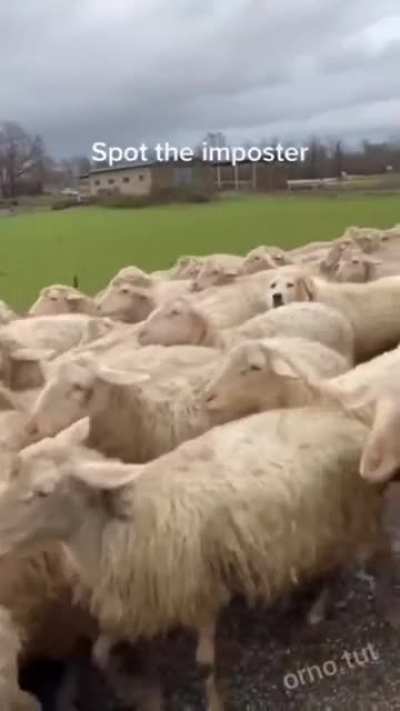Ache o impostor.