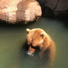 Brother bears blowing bubbles.