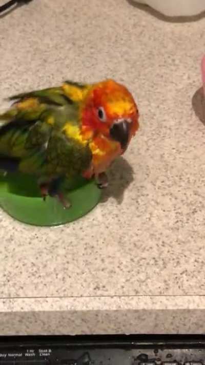 Bird bath gone wrong