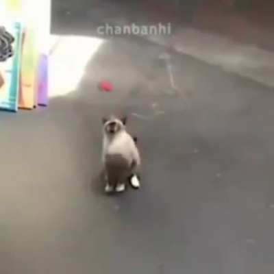 Você pegou um gato selvagem!