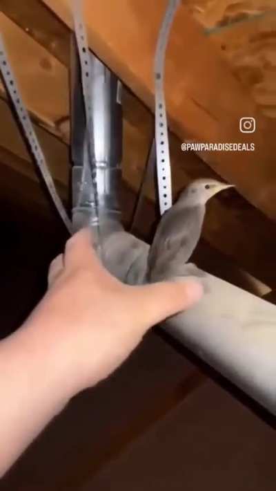 Yoink 
