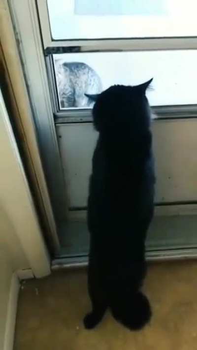 miau