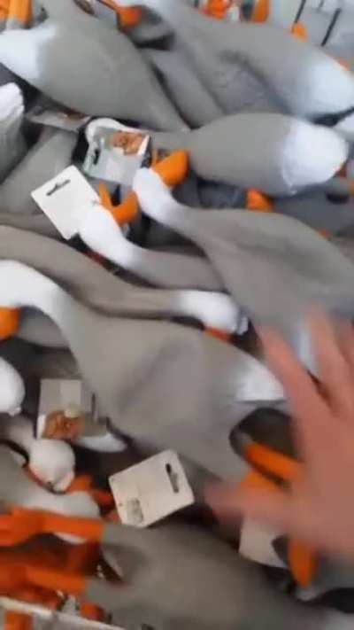 duck