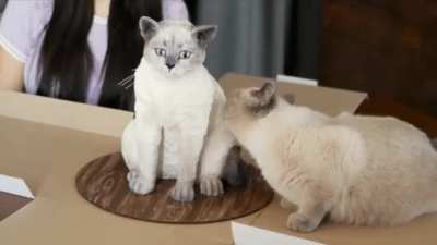 A big nope from that cat