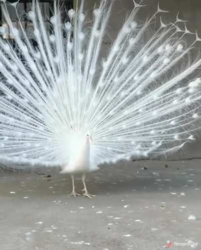 Rare and beautiful white peacock