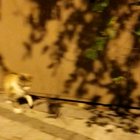 Tom and Jerry IRL