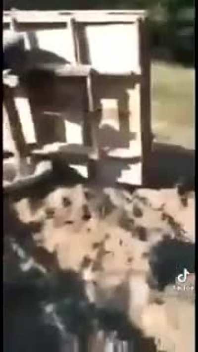 Meu barbeiro