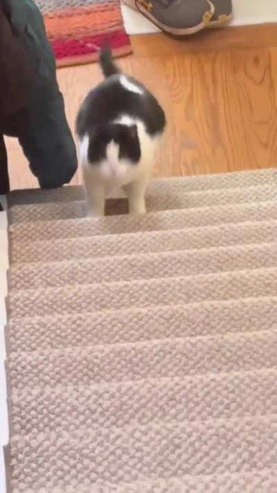 Anyone’s tuxedo come running like a dog when called?