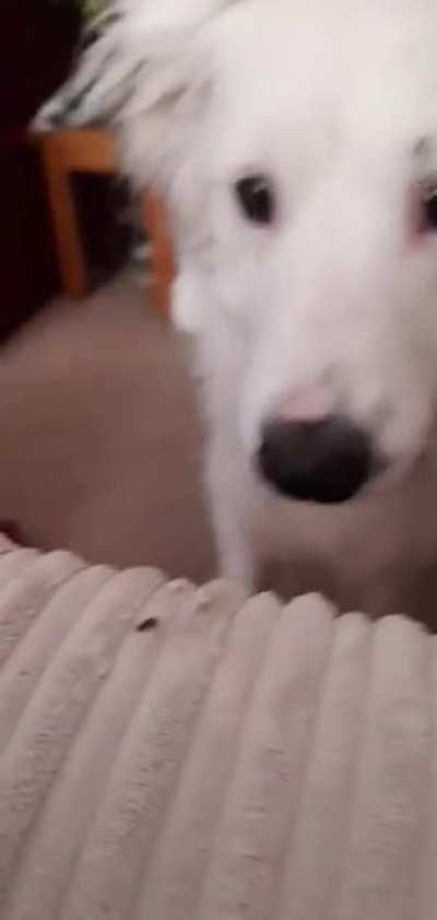 This is Maggie. See that piece of fluff she gave me? She wants me to throw it for her.