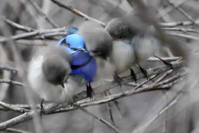 Splendid fairywrens allopreening during a chilly morning