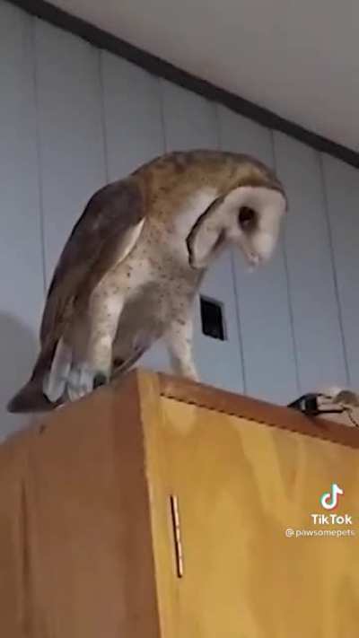 OWL Afraid of puppy