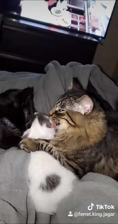 My cats getting it on