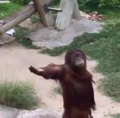 Monkey doesn't ask anymore... . He will remember you actions!