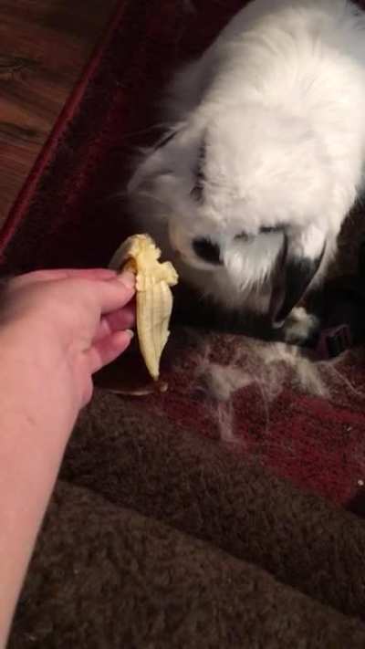 Bun-nana